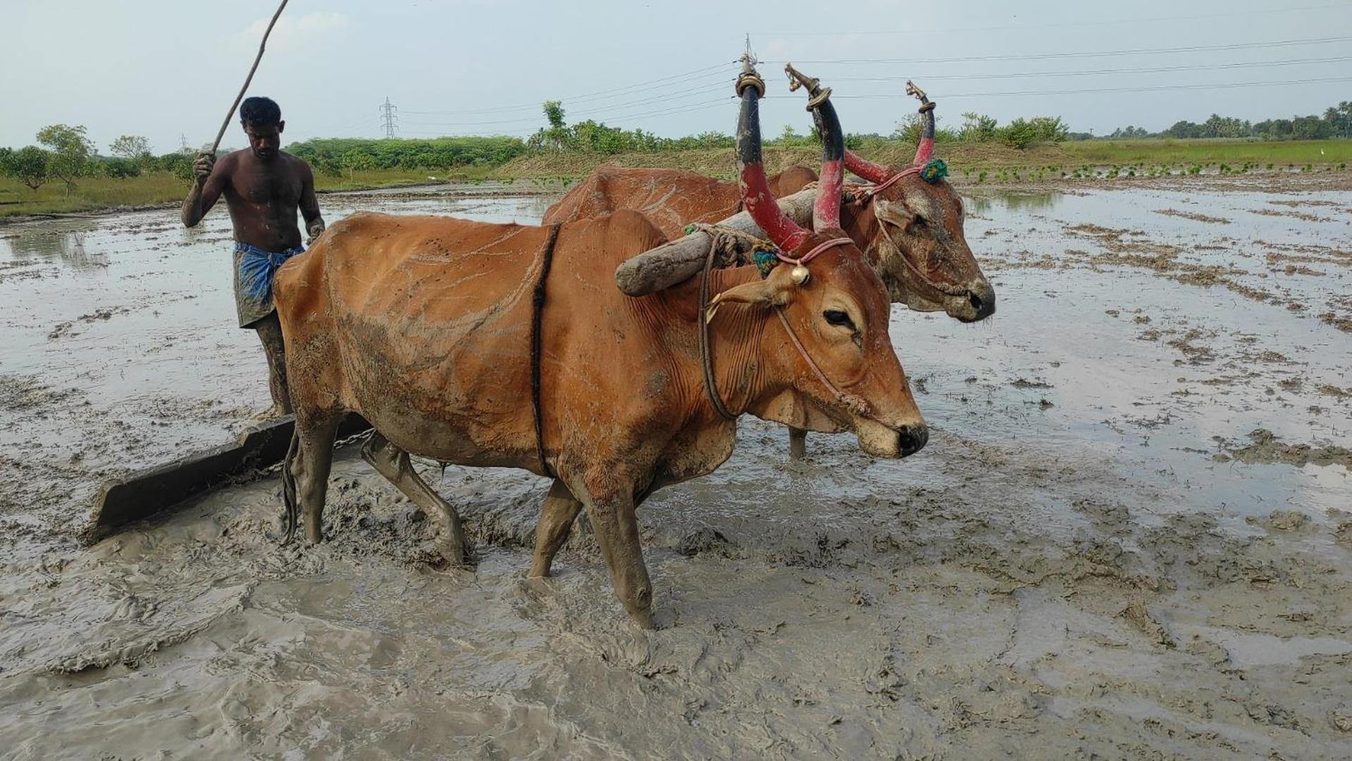 Vaksana Farm Stay Gudraippattu Bagian luar foto