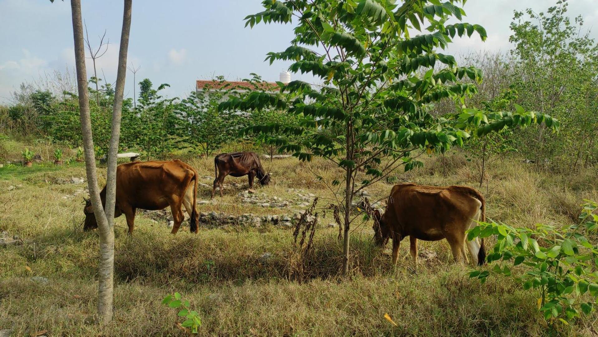 Vaksana Farm Stay Gudraippattu Bagian luar foto